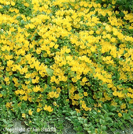  Lysimachia nummularia 